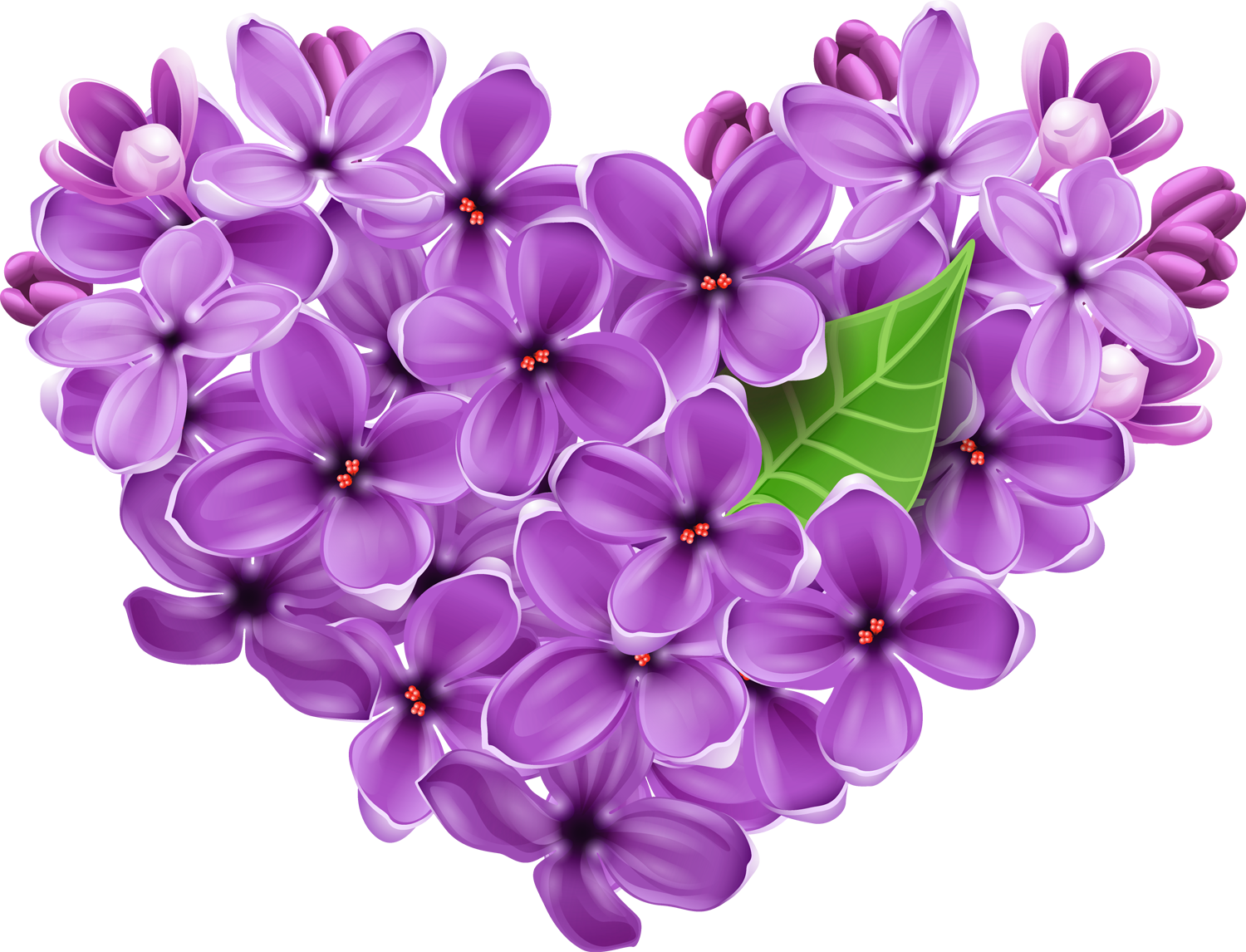 lavender clipart lilac