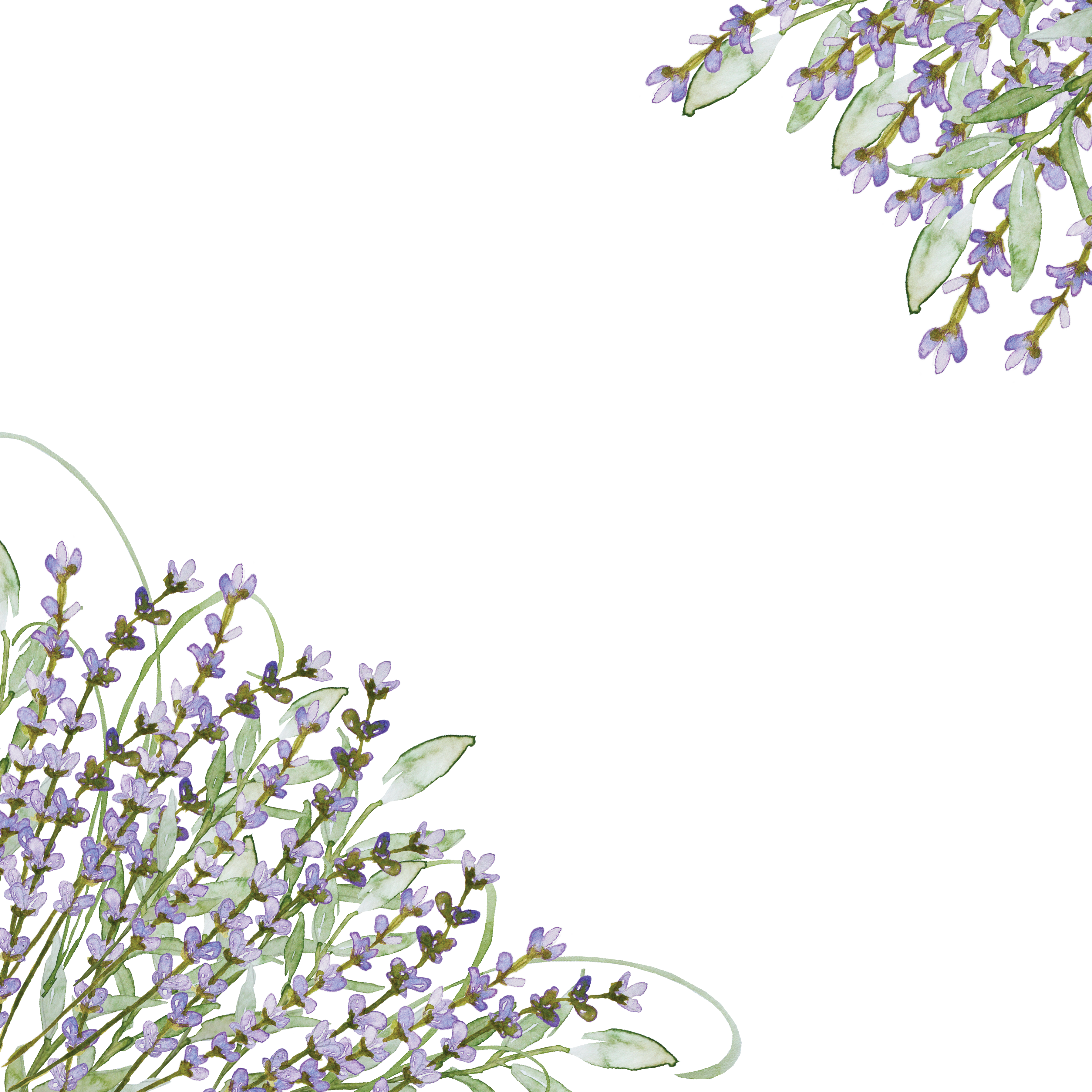 lavender clipart lilac
