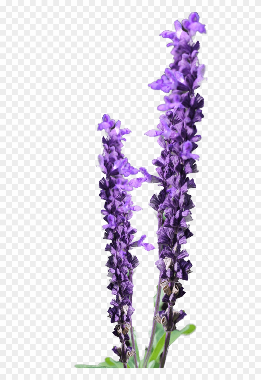 lavender clipart mauve flower