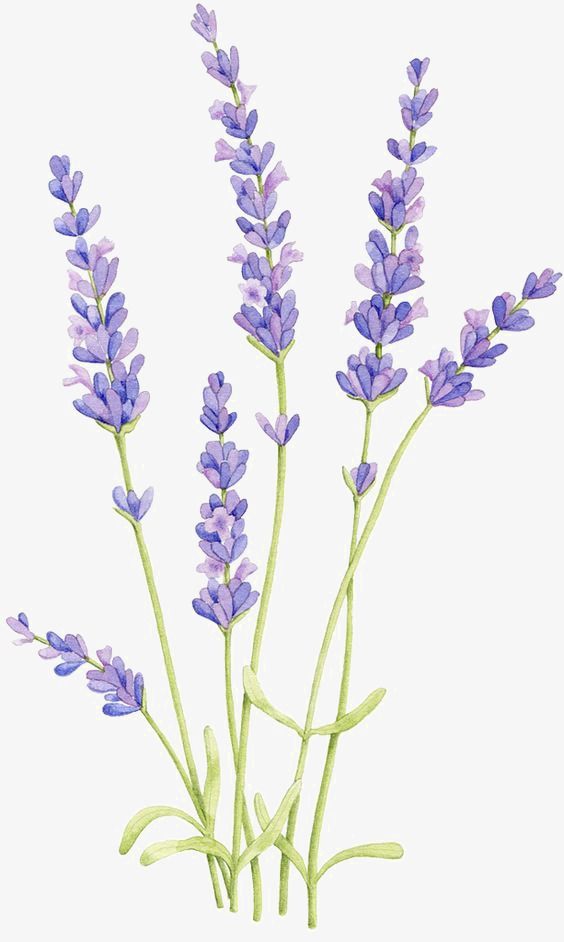 lavender clipart one