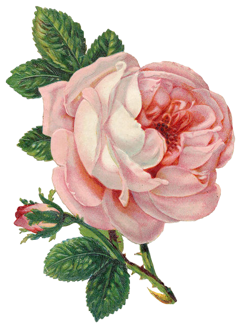 rose clipart curved