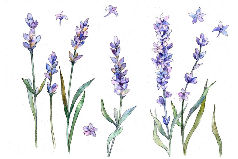 lavender clipart painted