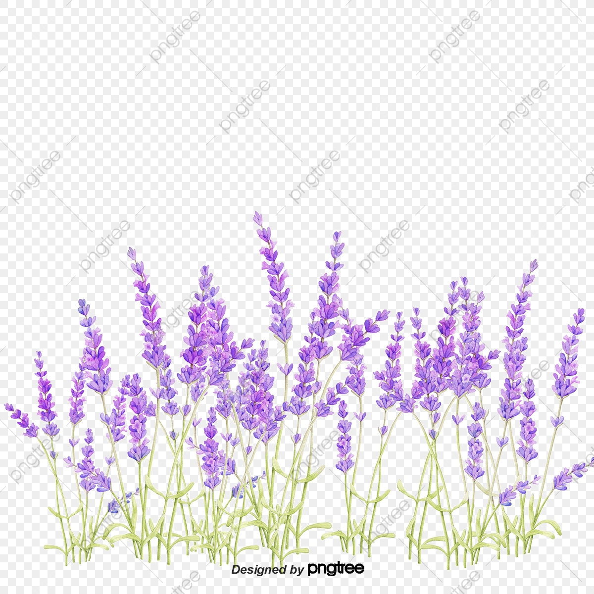 lavender clipart painted