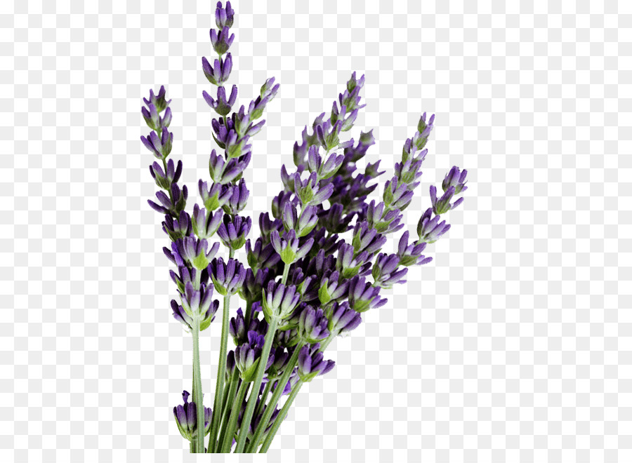 lavender clipart purple lavender