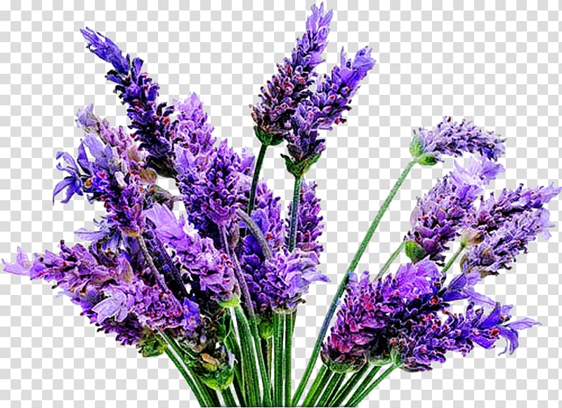 Lavender clipart purple lavender. English plant flower oil