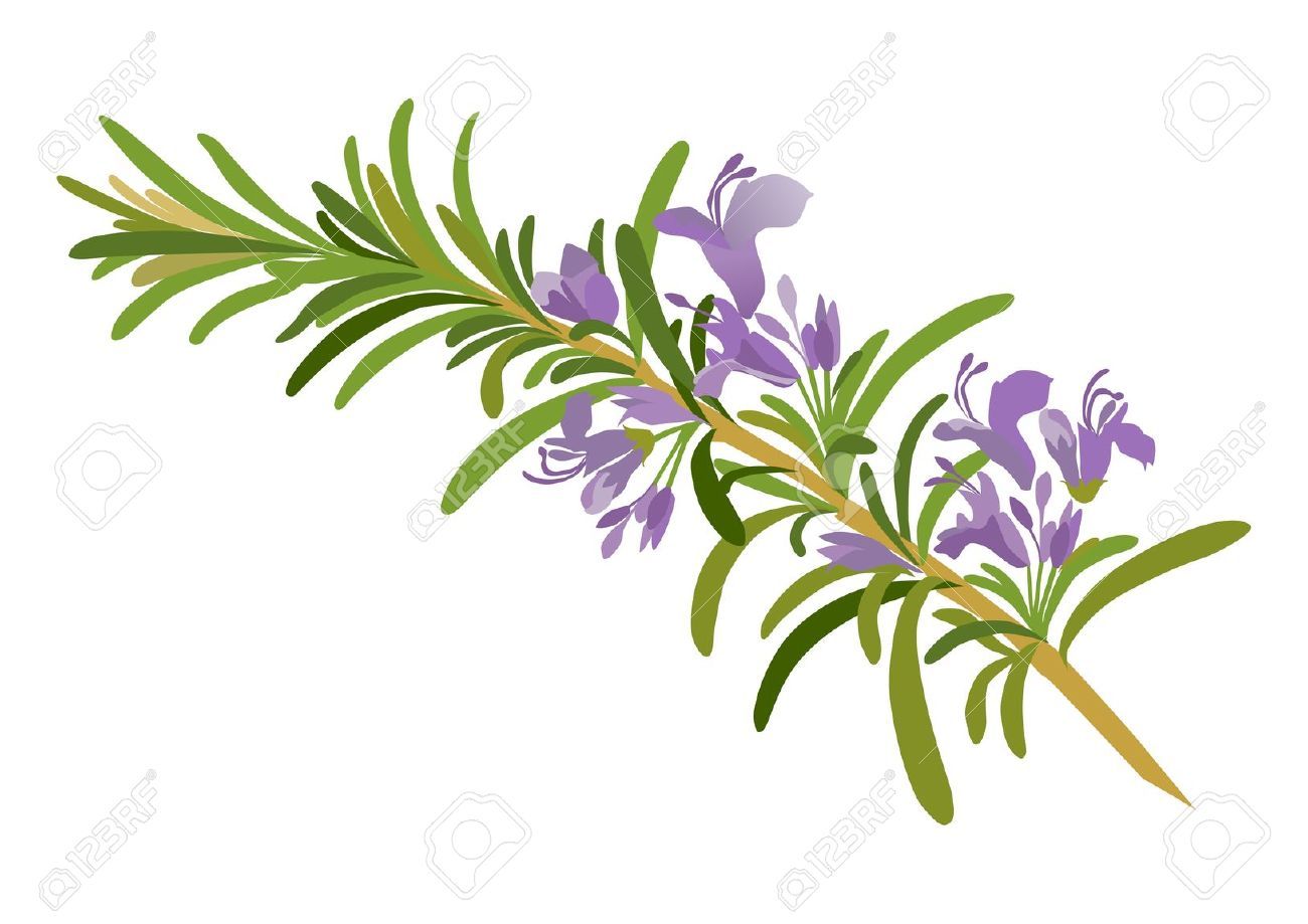lavender clipart rosemary plant