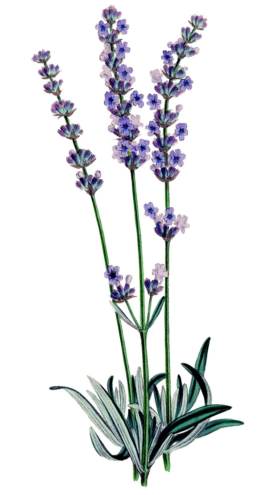 lavender clipart royalty free