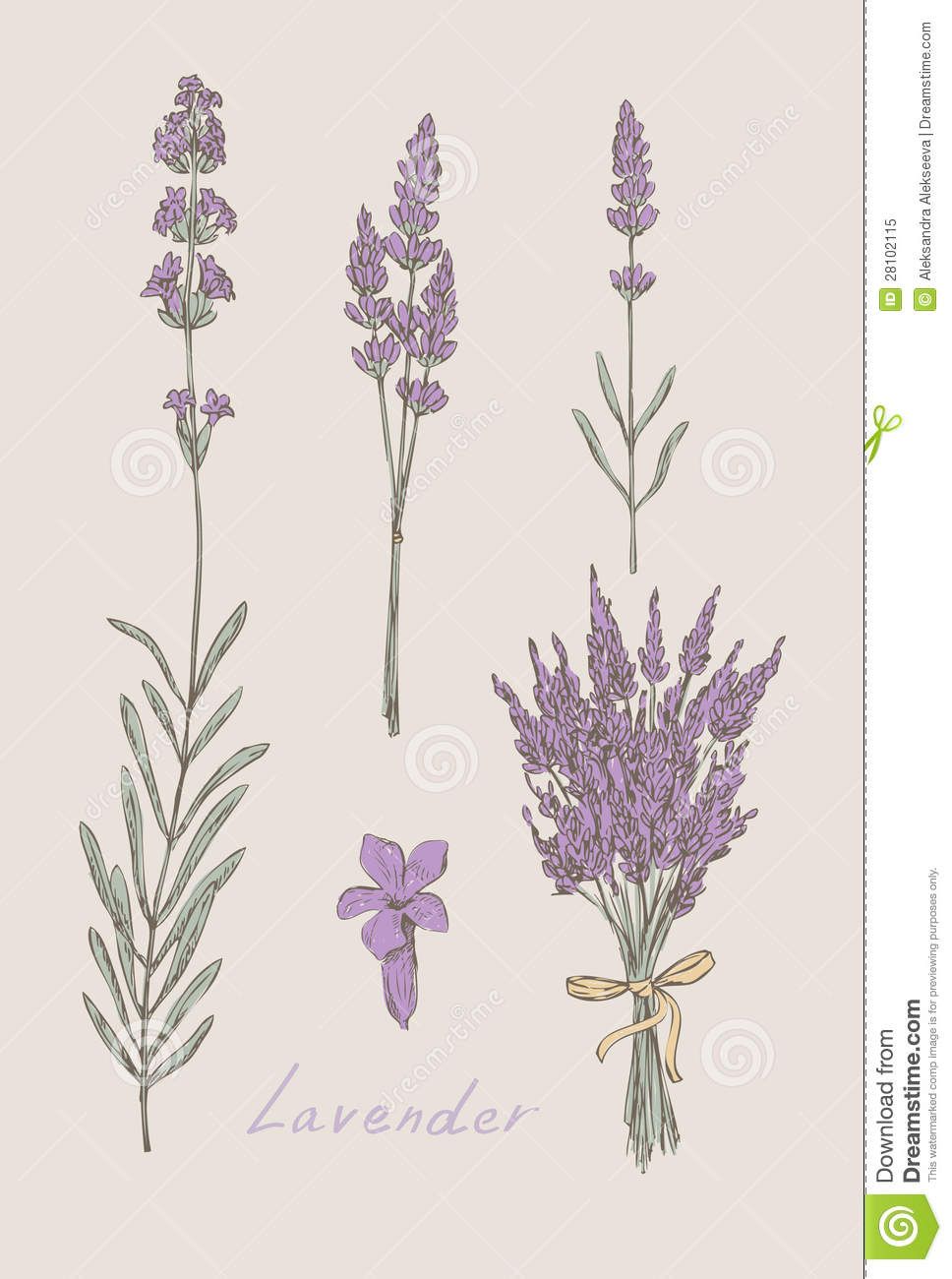lavender clipart scientific