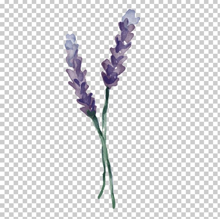 English twig plant png. Lavender clipart stem
