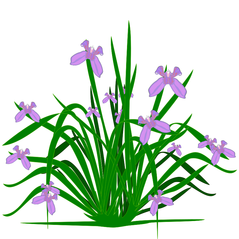 Lavender clipart stem. Iris medium image png