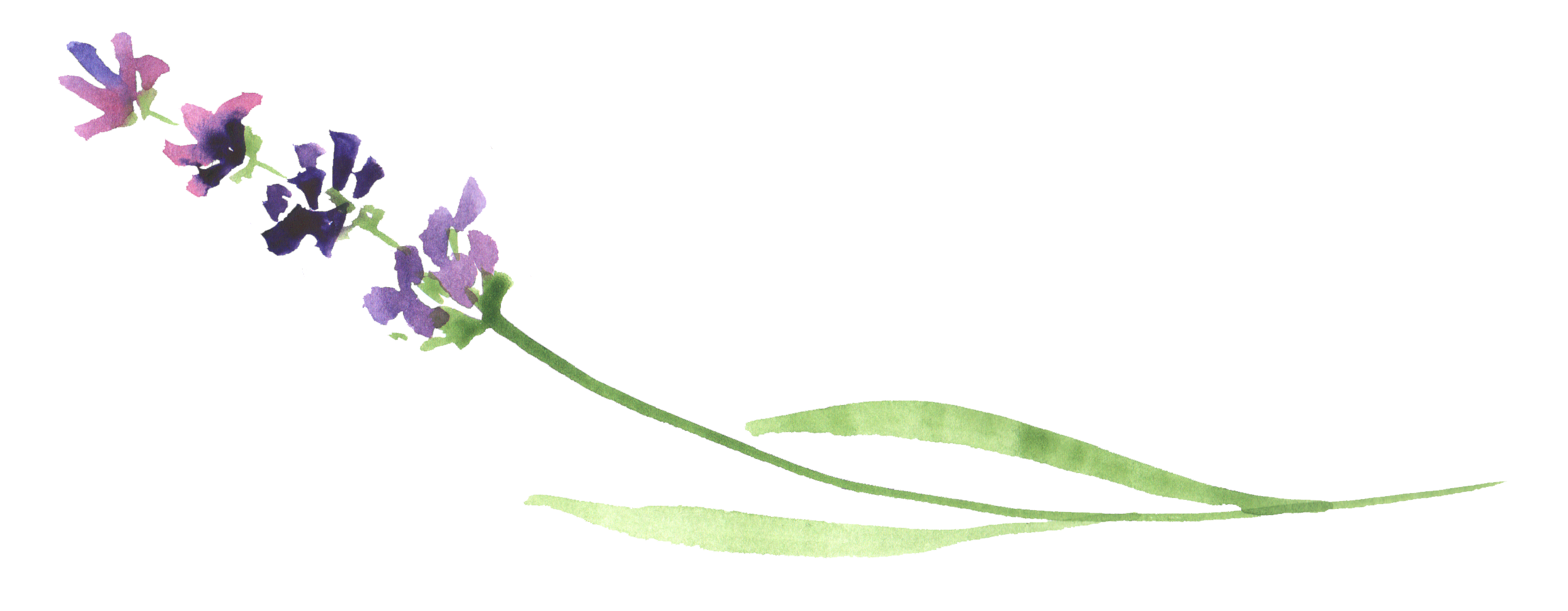 lavender clipart stem