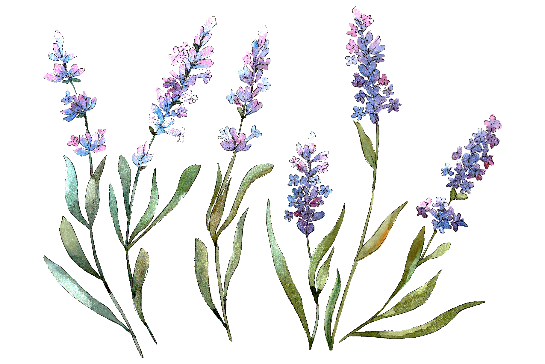 lavender clipart watercolor