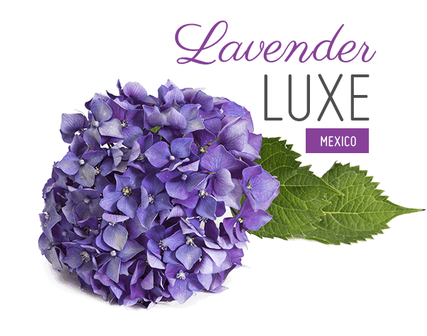 lavender flower png