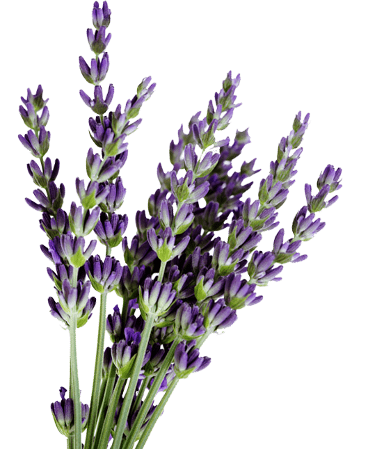 Lavender flower png.  for free download