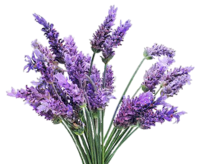  for free download. Lavender flower png