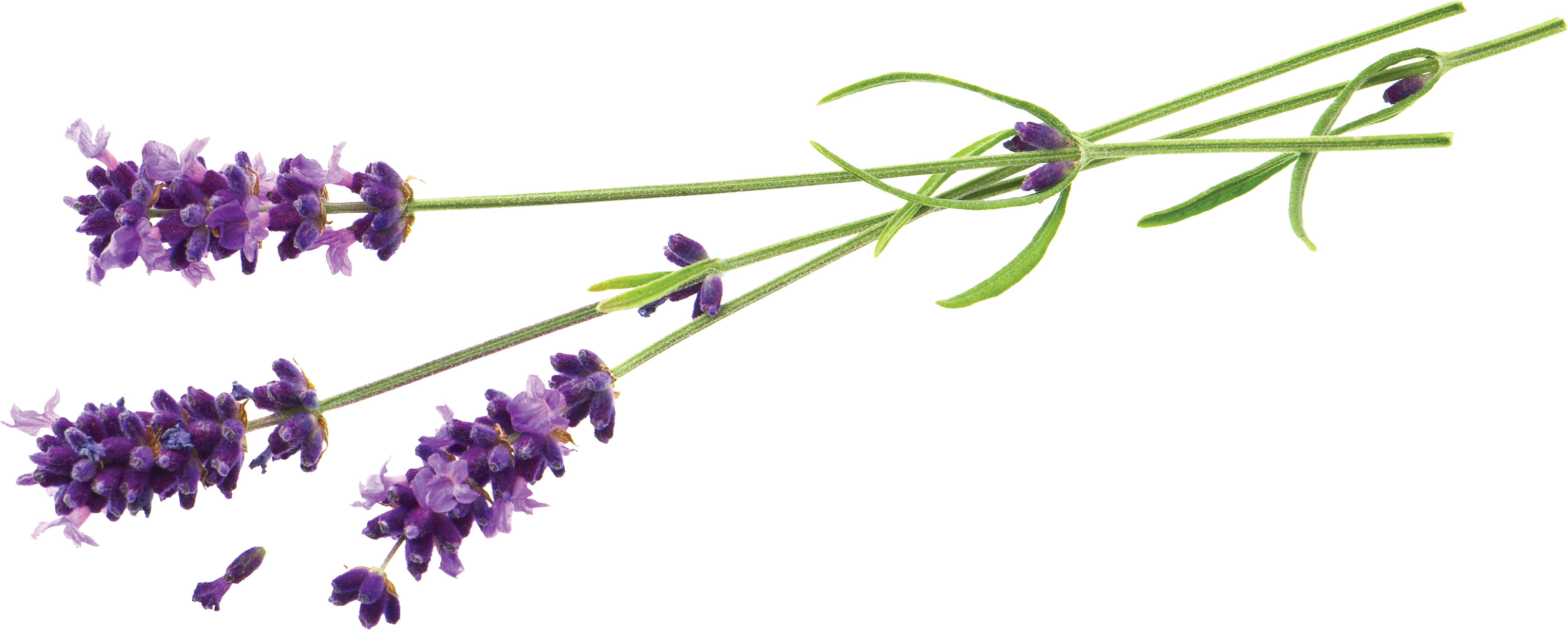 Stock photography desktop wallpaper. Lavender flower png