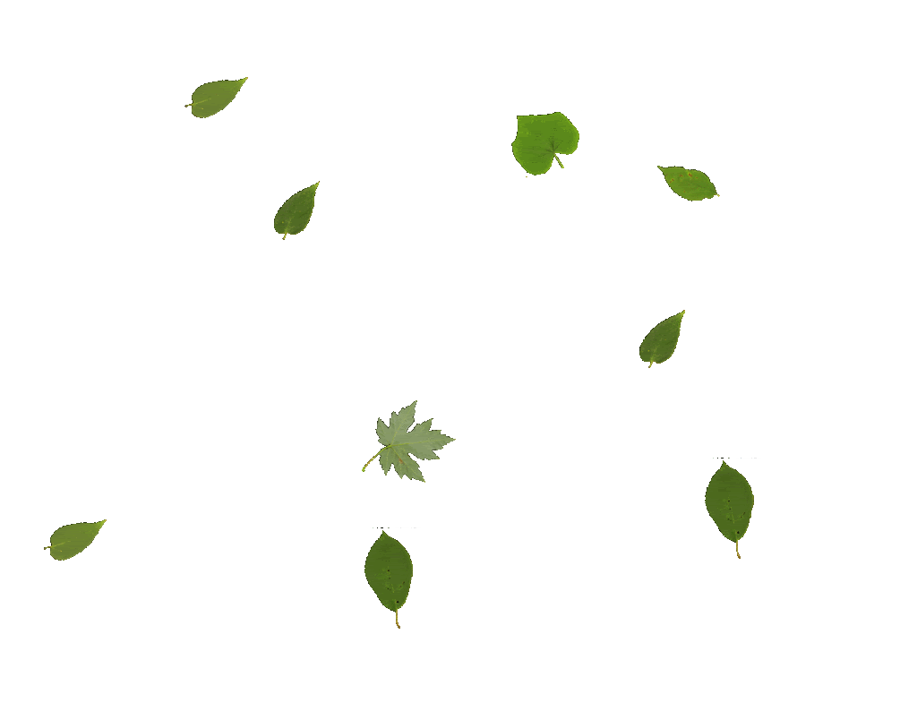 Leaf animation