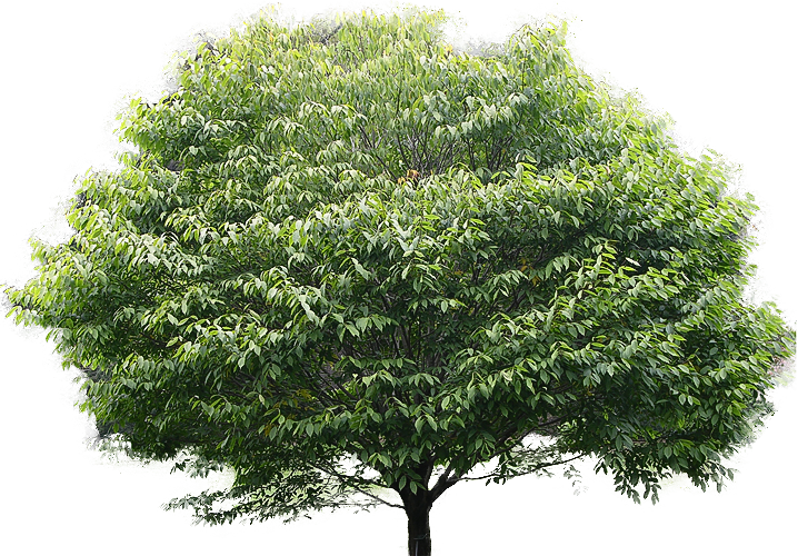 Leaf clipart banyan, Leaf banyan Transparent FREE for download on