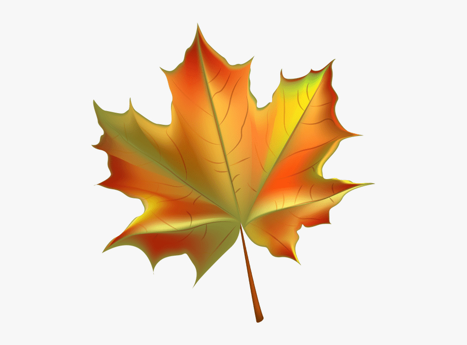 Clip art autumn leaf. Leaves clipart clear background