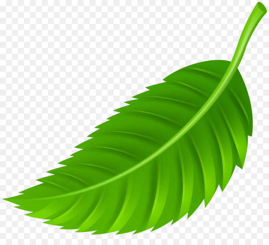 leaves clipart color