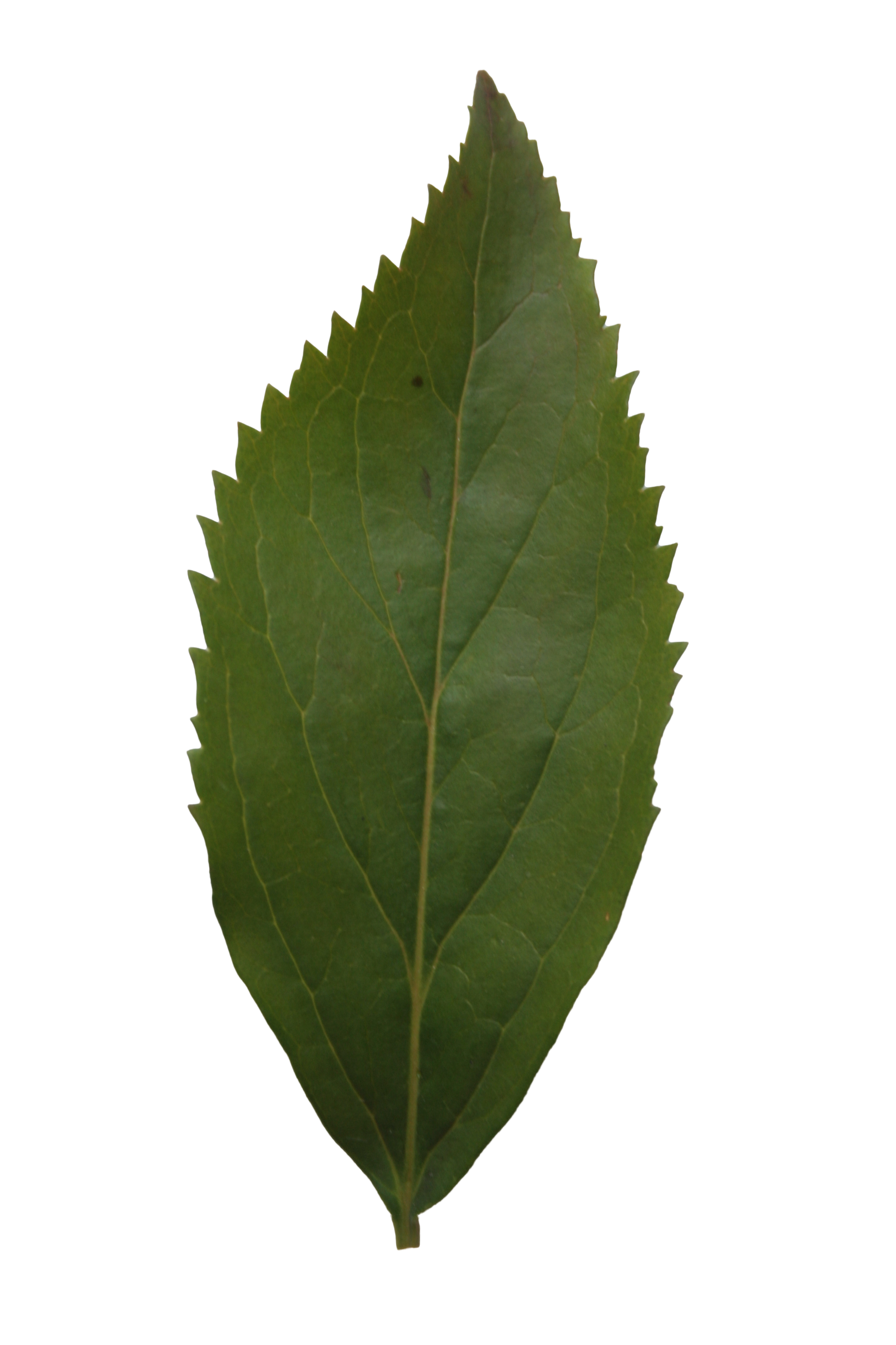 leaves clipart ash leaf