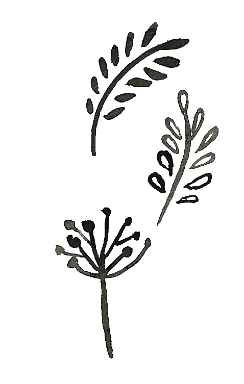 plant clipart doodle