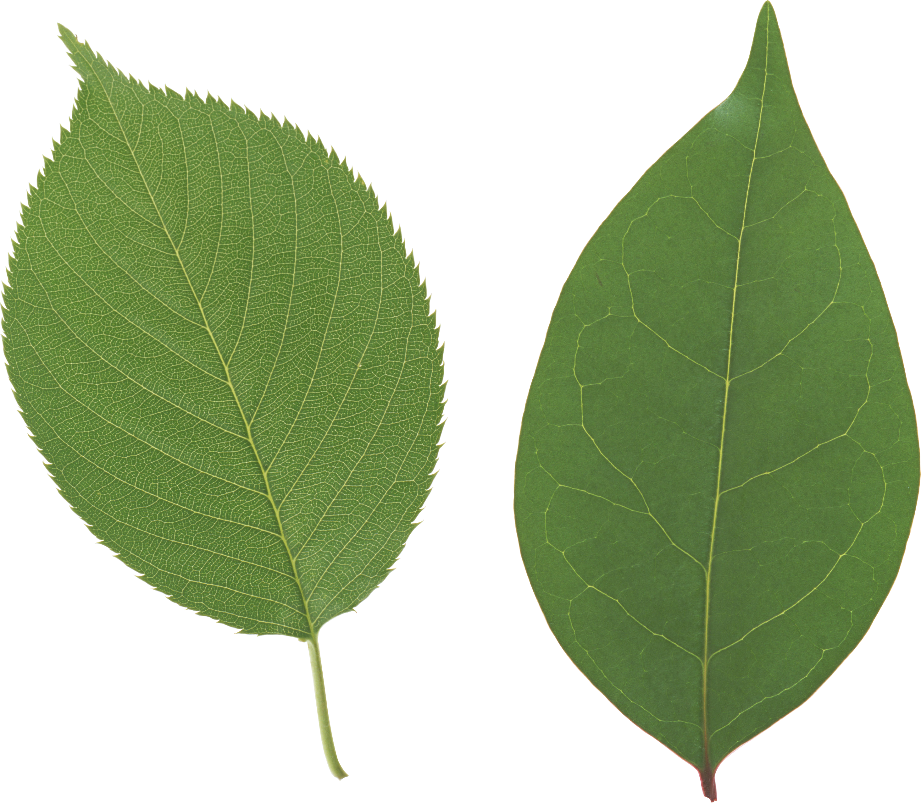 leaf clipart icon