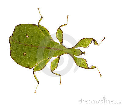 leaf clipart insect