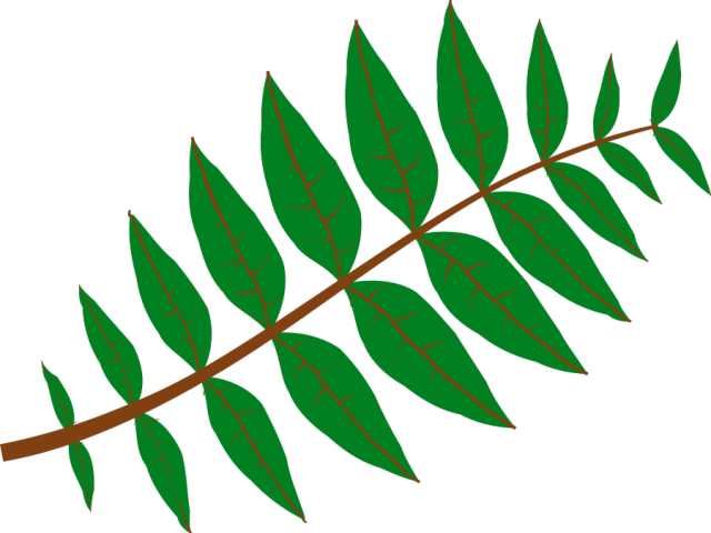 leaf clipart leaf shape