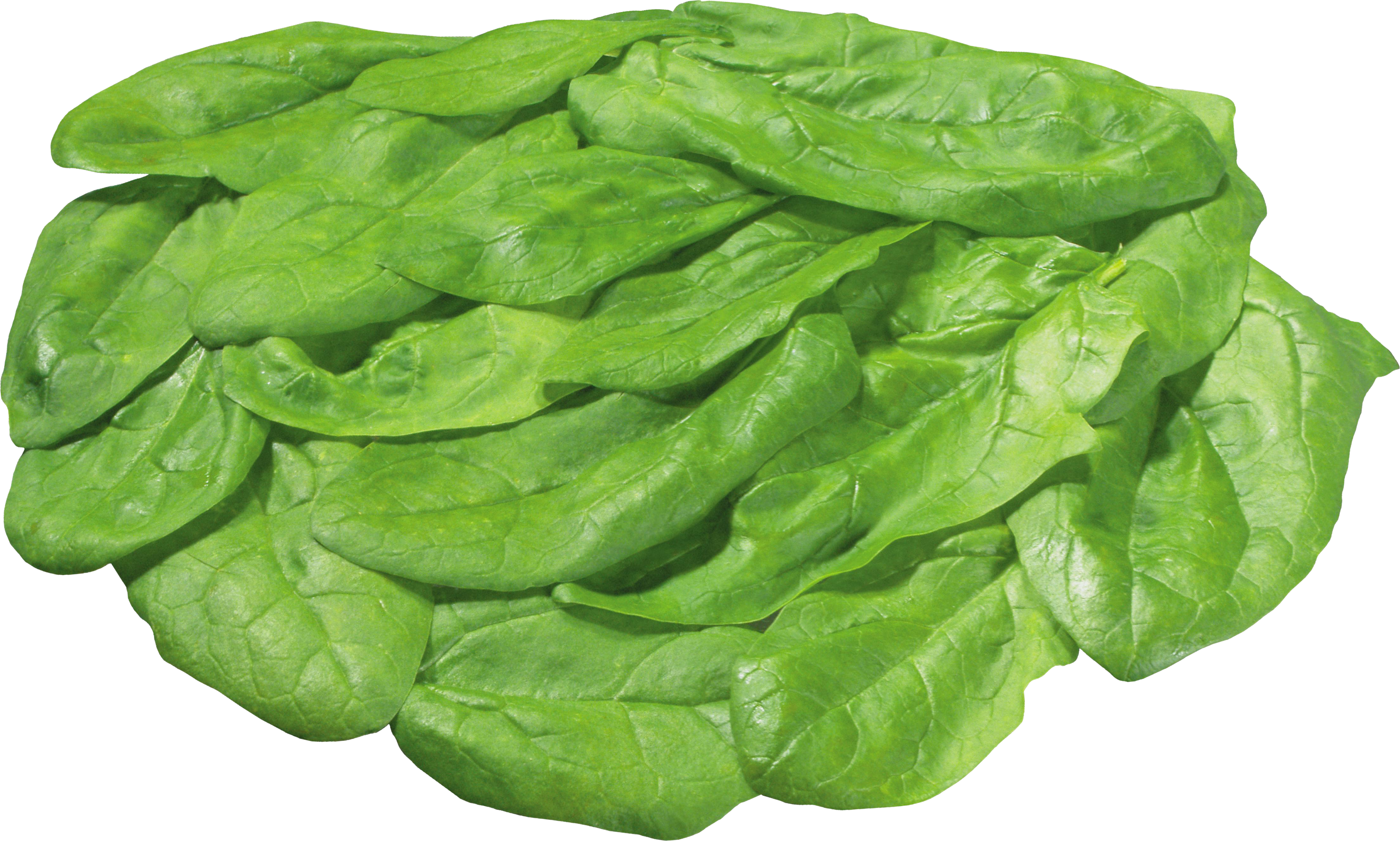Leafy vegetable free on. Lettuce clipart spinach
