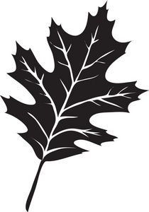 leaf clipart oak tree