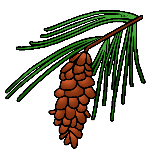 Leaf clipart pine tree. North carolina maine state