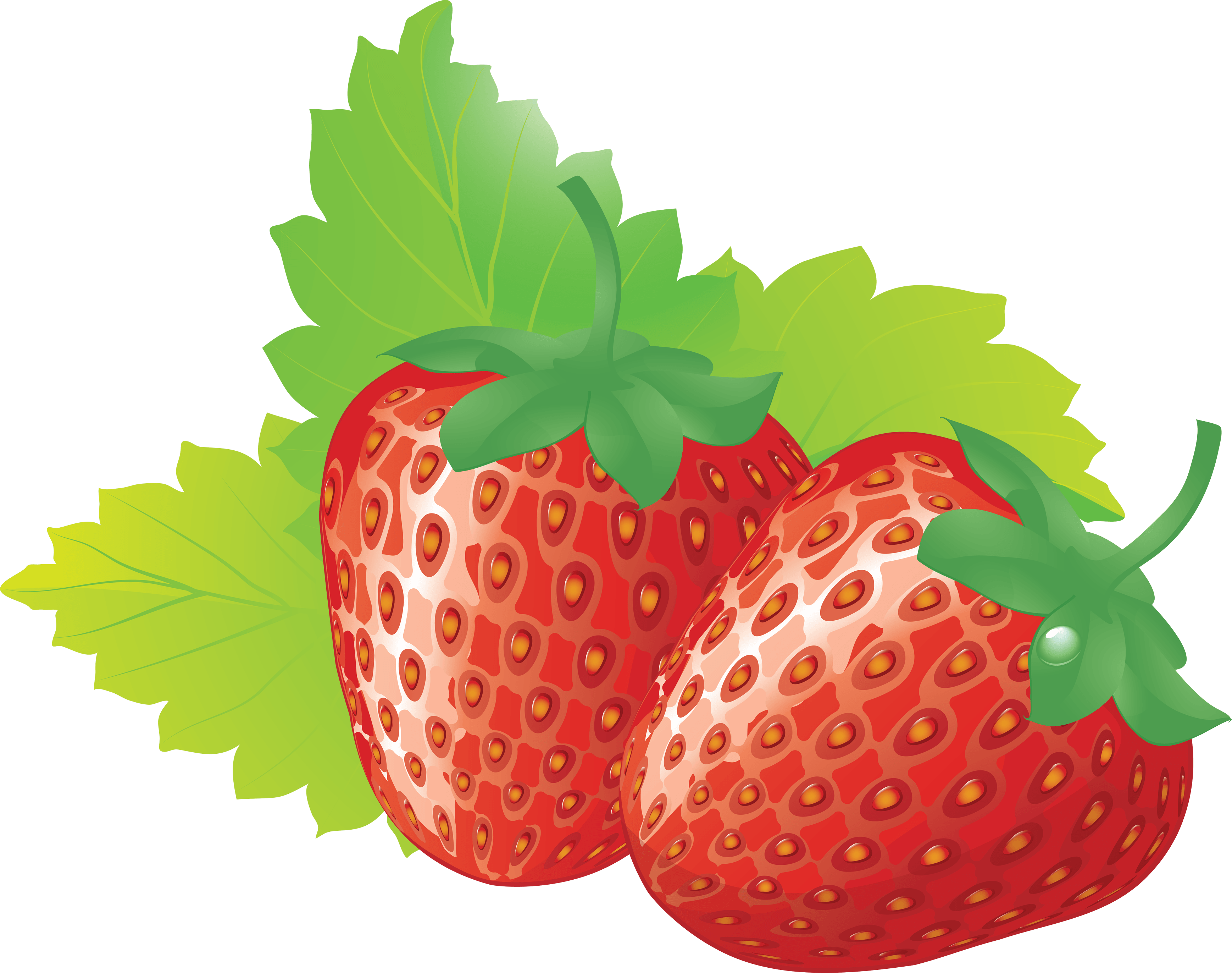 Strawberry leaf cliparts free. Strawberries clipart coloring