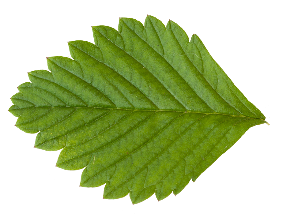 Paramecij s vegetation base. Leaf clipart strawberry