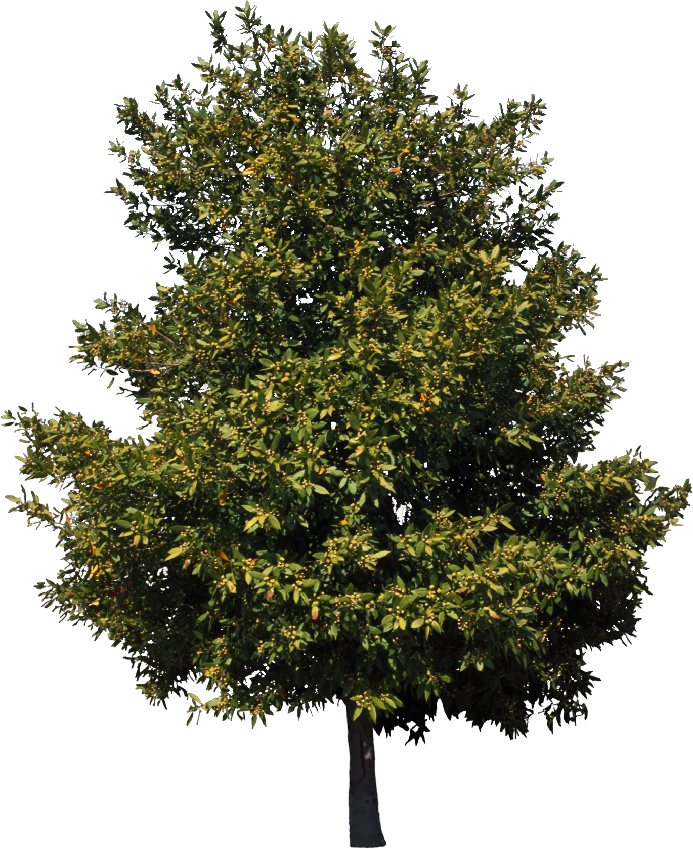 leaf clipart sycamore tree