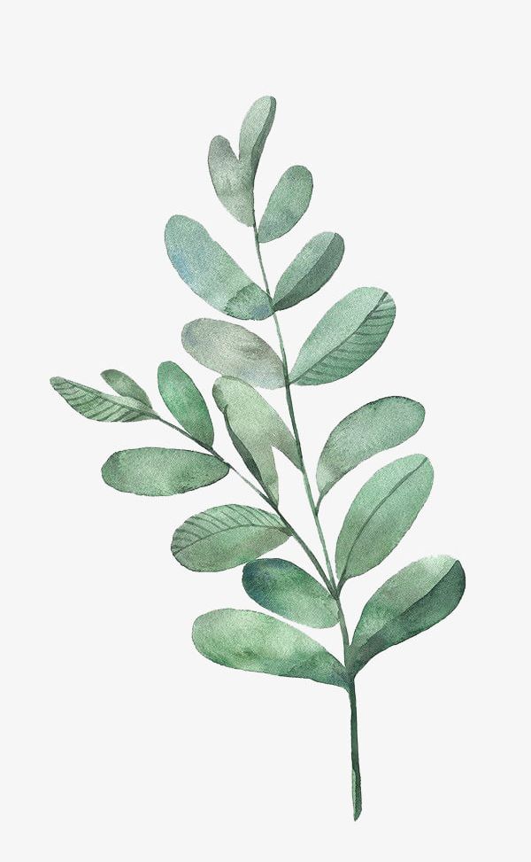 leaves clipart watercolor