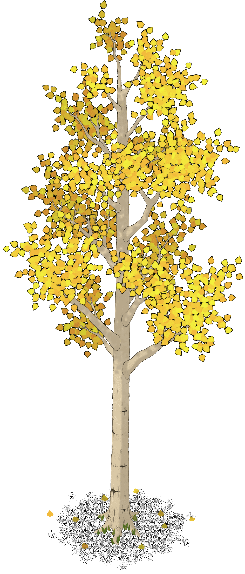 leaf clipart yellow birch