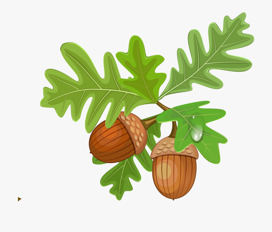 leaves clipart acorn