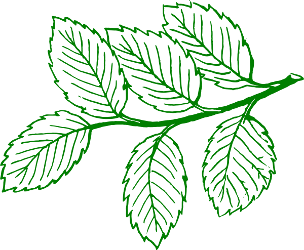 leaves clipart ash leaf