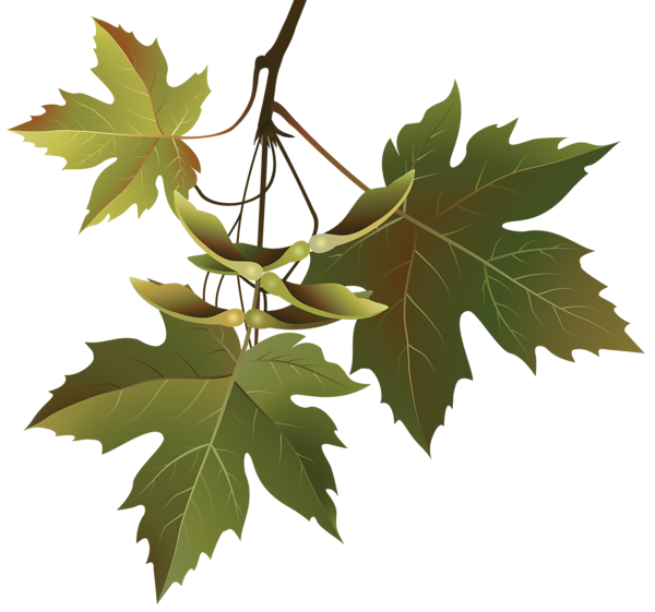 leaves clipart branch
