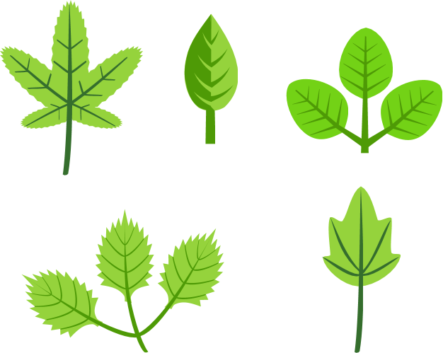 leaves clipart cartoon vine