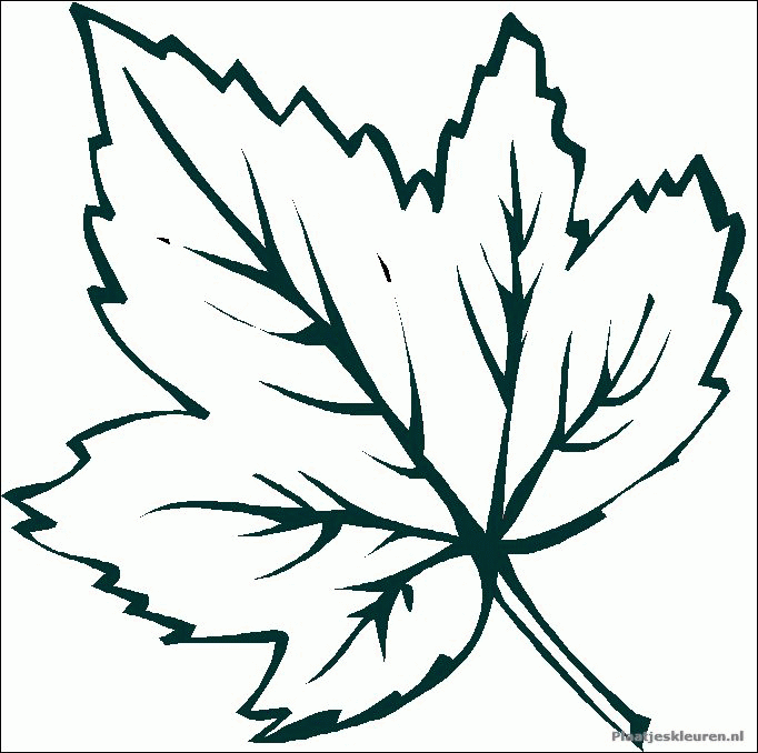 leaves clipart color
