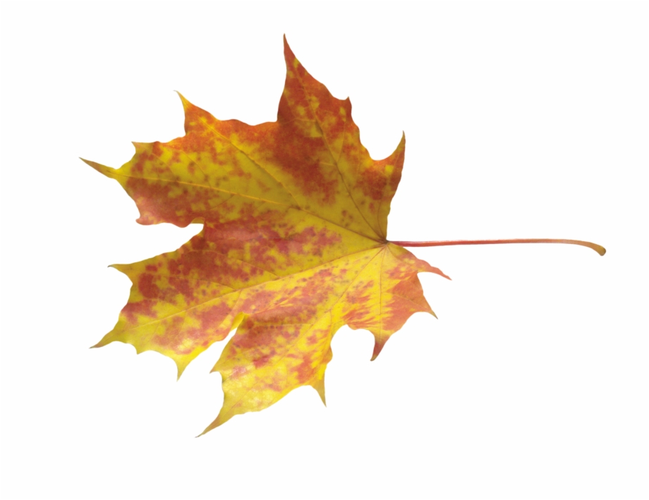 leaves clipart coloured leave