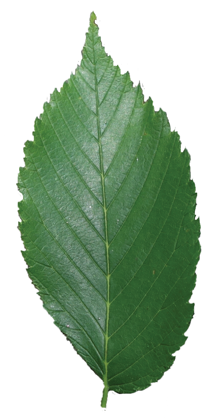Secret tree pinterest by. Leaves clipart elm leaf