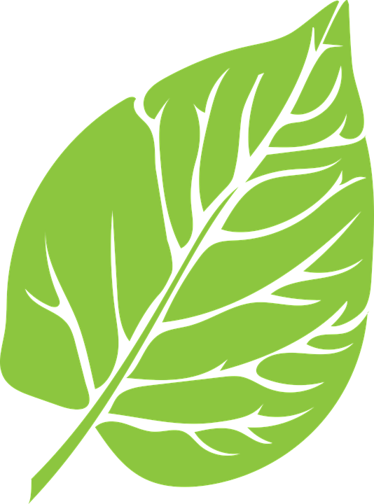 Leaves clipart fancy, Leaves fancy Transparent FREE for download on ...