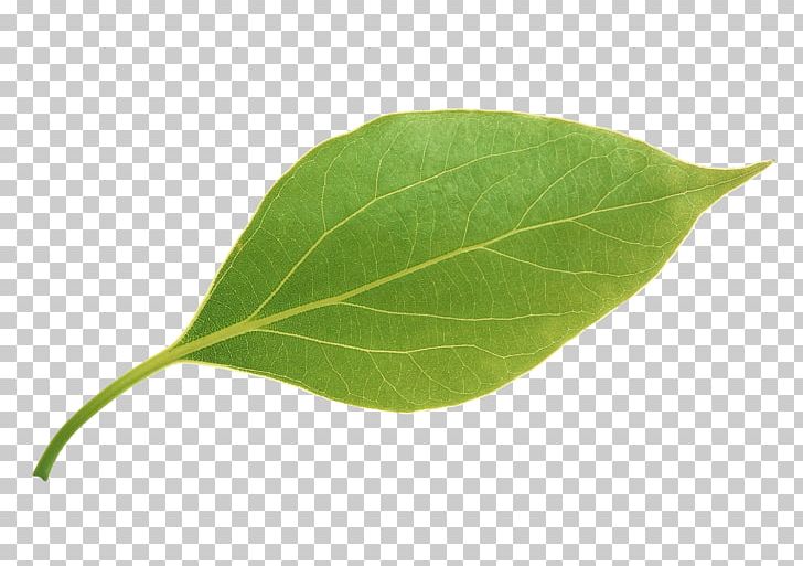Leaves clipart leaf apple. Png fruit 