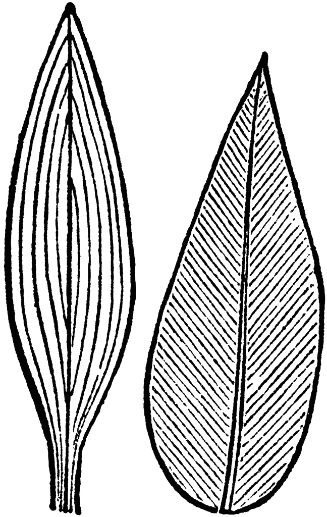 Leaves clipart leaf vein. Parallel veined etc 