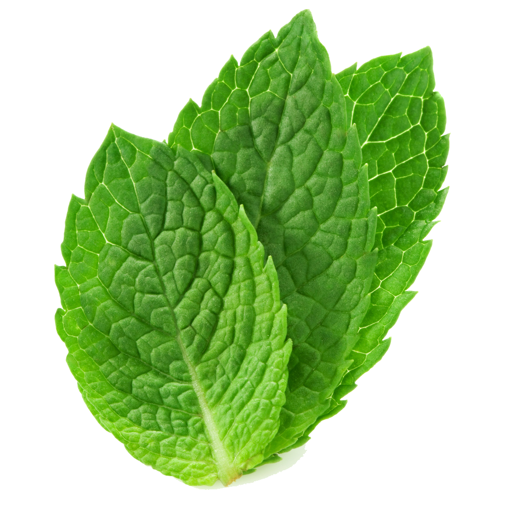 peppermint clipart basil leaf