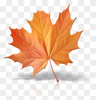 Leaves clipart one leaf. Free png fall clip