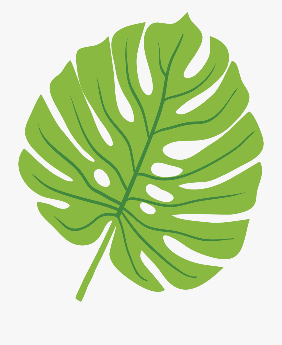leaves clipart plant leave